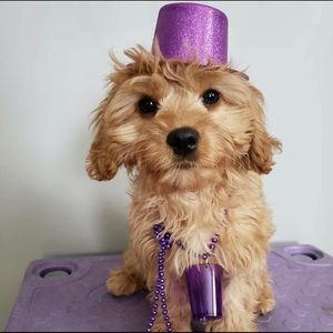 Meet your Posher, Luke